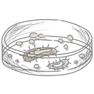 Pranin Organic Quality Standards